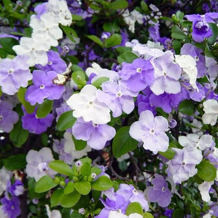 Manacá de Jardim Cheiro (Brunfelsia uniflora) - 70cm - Imagem 6