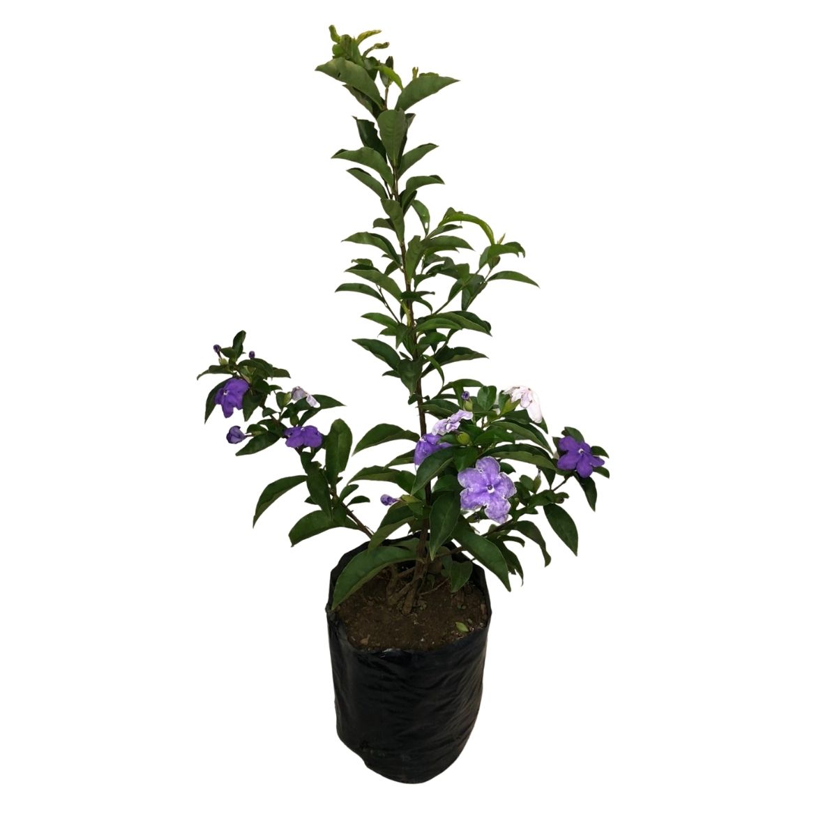 Manacá de Jardim Cheiro (Brunfelsia uniflora) - 70cm - Imagem 3