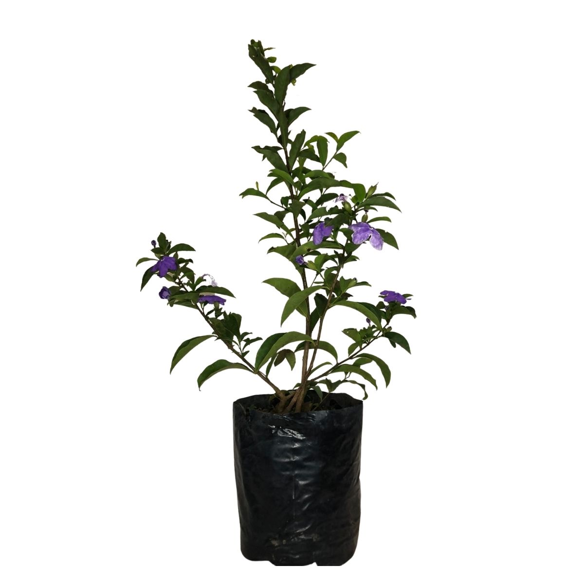 Manacá de Jardim Cheiro (Brunfelsia uniflora) - 70cm - Imagem 4
