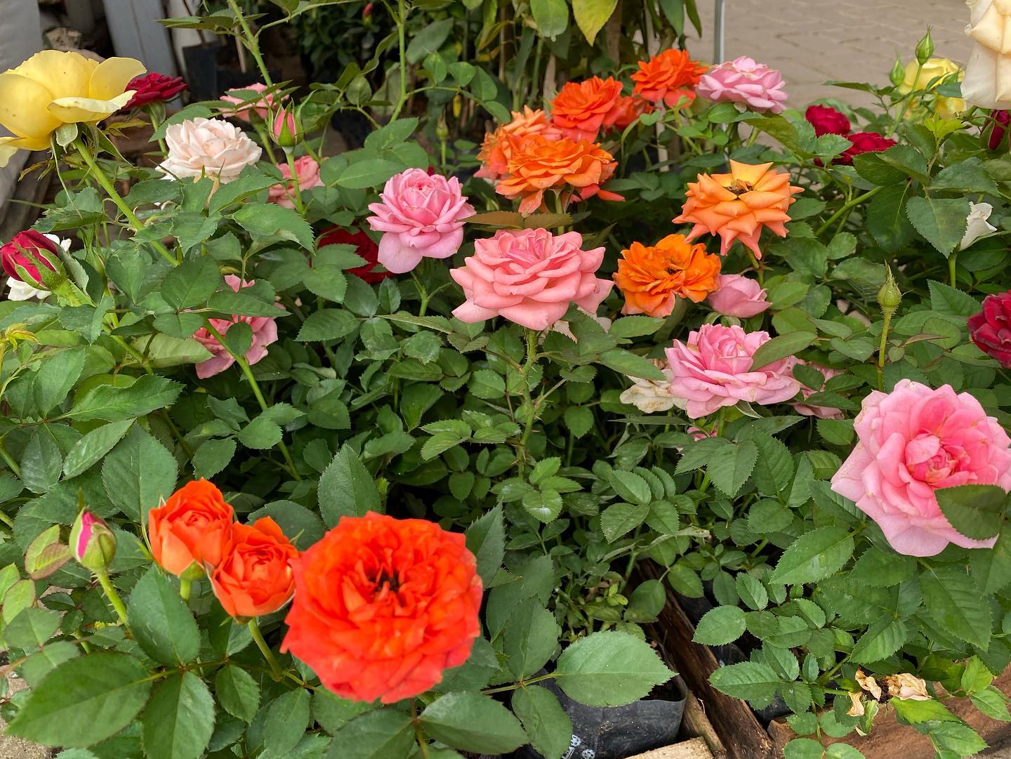 Mini Rosas Sortidas - Rosa chinensis - Mudas no Saquinho — foto 2