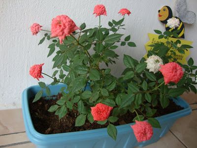 Mini Rosas Sortidas - Rosa chinensis - 5 Mudas no Saquinho — foto 5