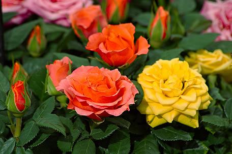 Mini Rosas Sortidas - Rosa chinensis - Mudas no Saquinho — foto 4
