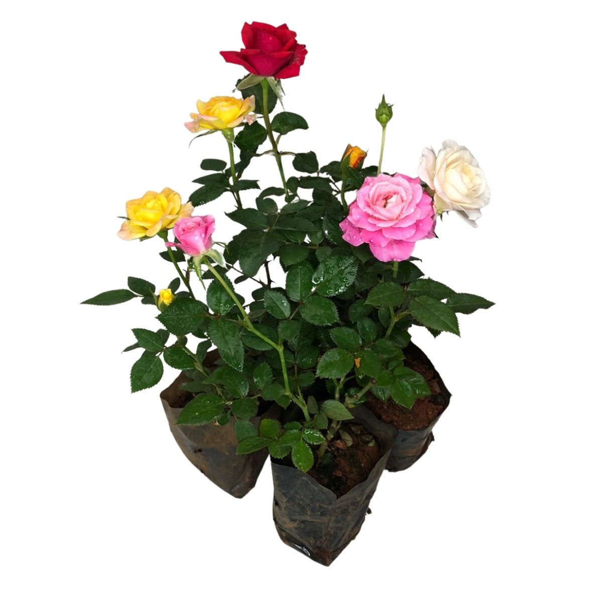Mini Rosas Sortidas - Rosa chinensis - Mudas no Saquinho — foto 3