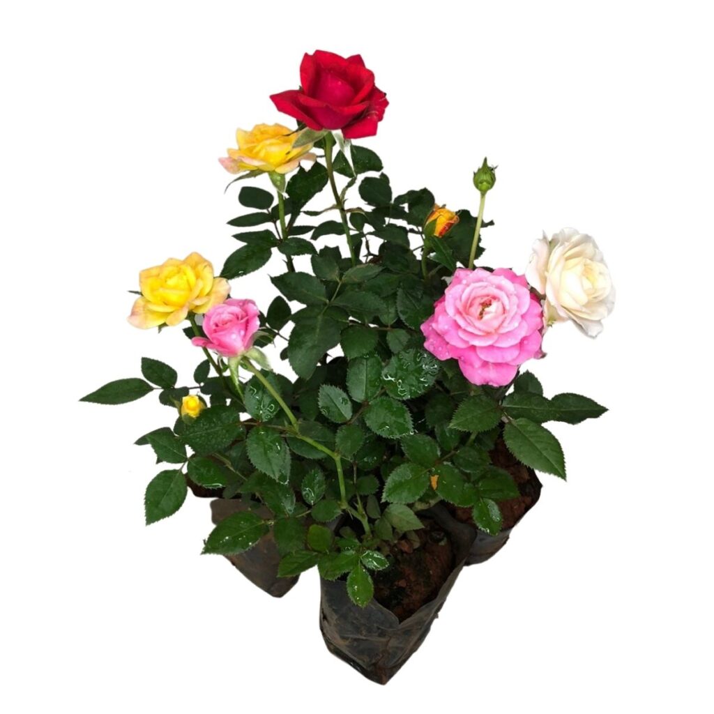 Mini Rosas Sortidas - Rosa chinensis - 5 Mudas no Saquinho