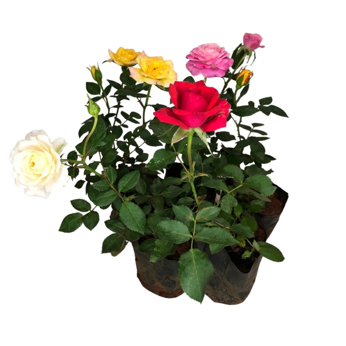 Mini Rosas Sortidas - Rosa chinensis - Mudas no Saquinho — foto 6
