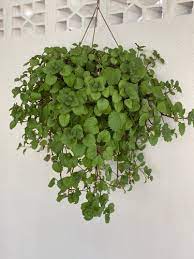 Dólar Plectranthus Nummularius no Saquinho - Imagem 6