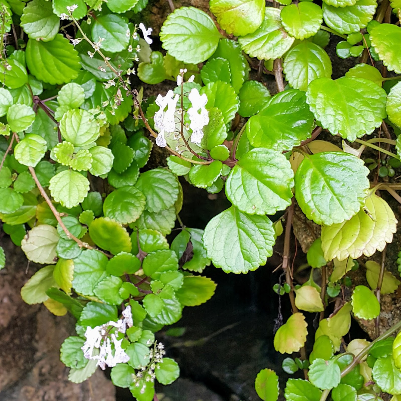 Dólar Plectranthus Nummularius no Saquinho - Imagem 5
