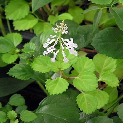 Dólar Plectranthus Nummularius no Saquinho - Imagem 7
