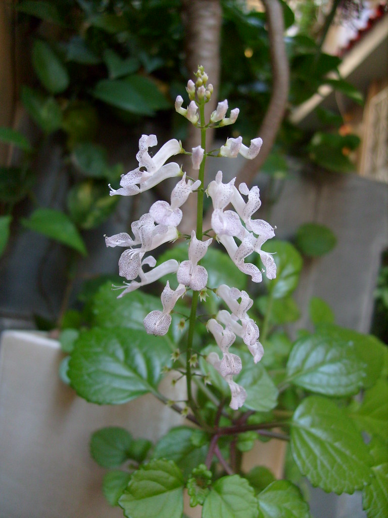 Dólar Plectranthus Nummularius no Saquinho - Imagem 8