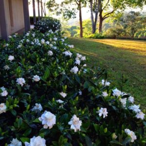 Gardênia Branca - Gardenia jasminoides - 30cm