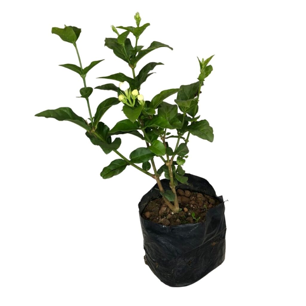 Jasmim Árabe ou Bogari - Jasminum sambac - 30cm