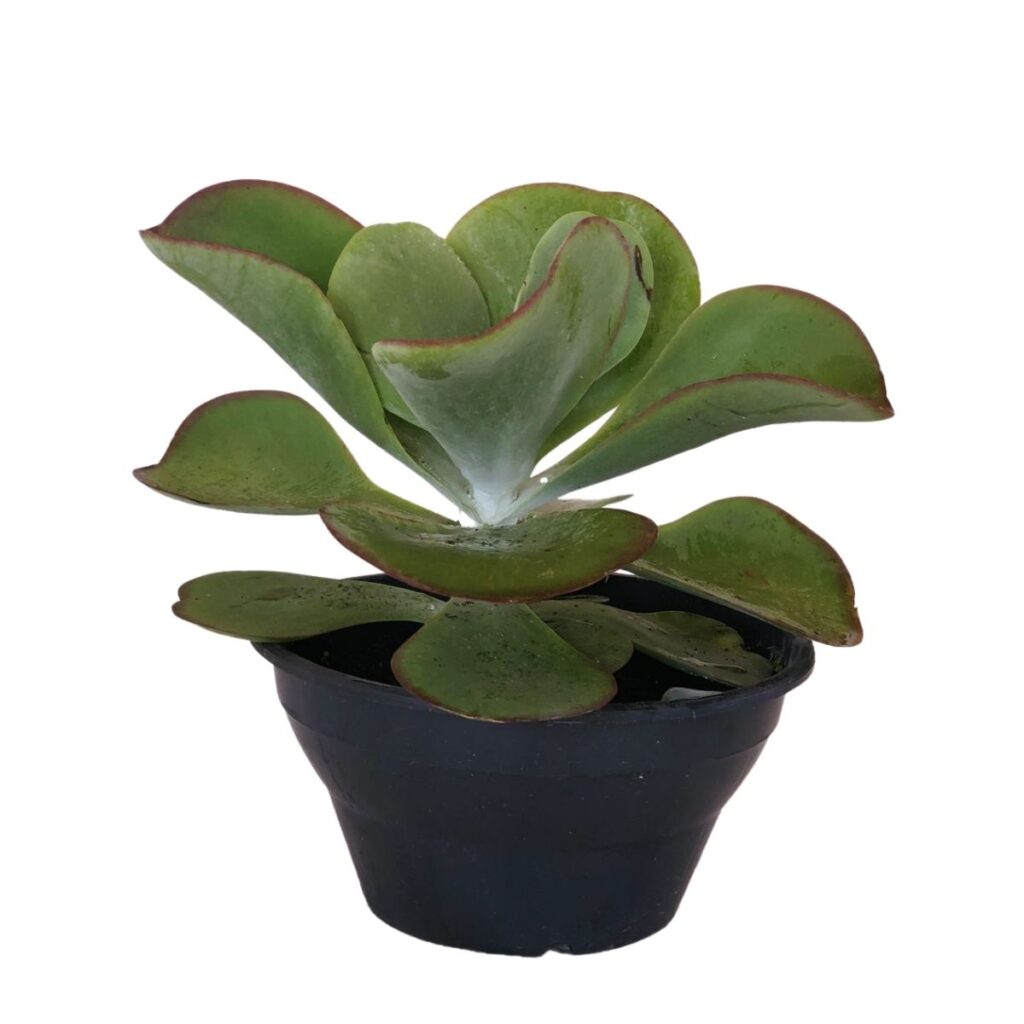 Suculenta Orelha de Elefante - Kalanchoe tetraphylla  30cm Pote 27