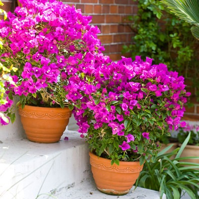Flor Primavera - Buganvília - Pote 11 - Imagem 6