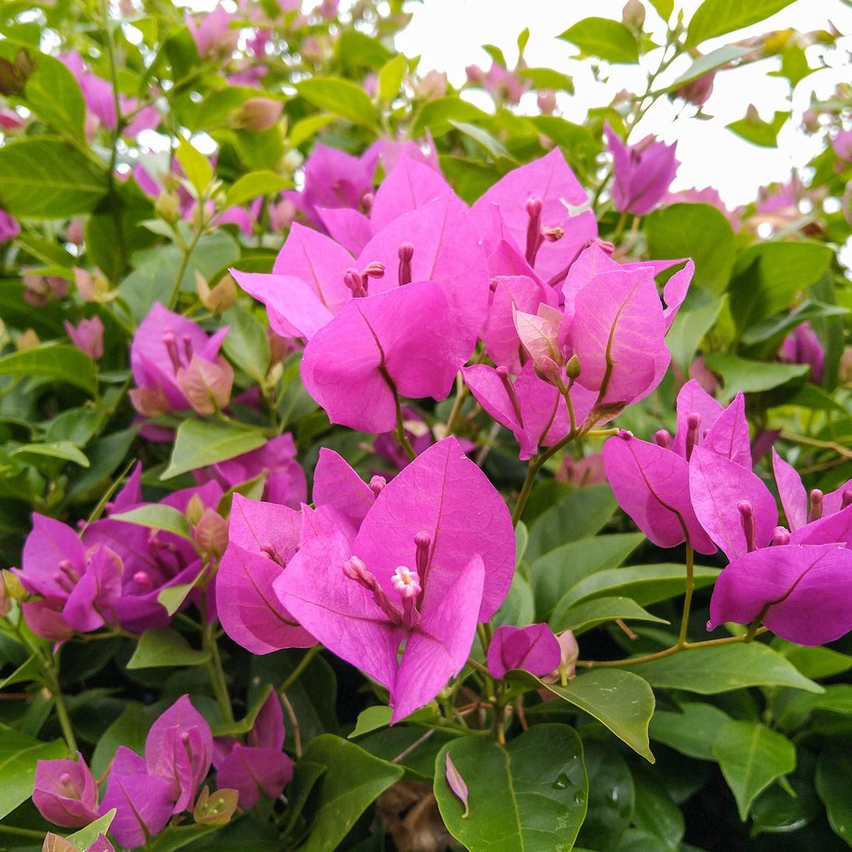 Flor Primavera - Buganvília - Pote 11 - Imagem 2