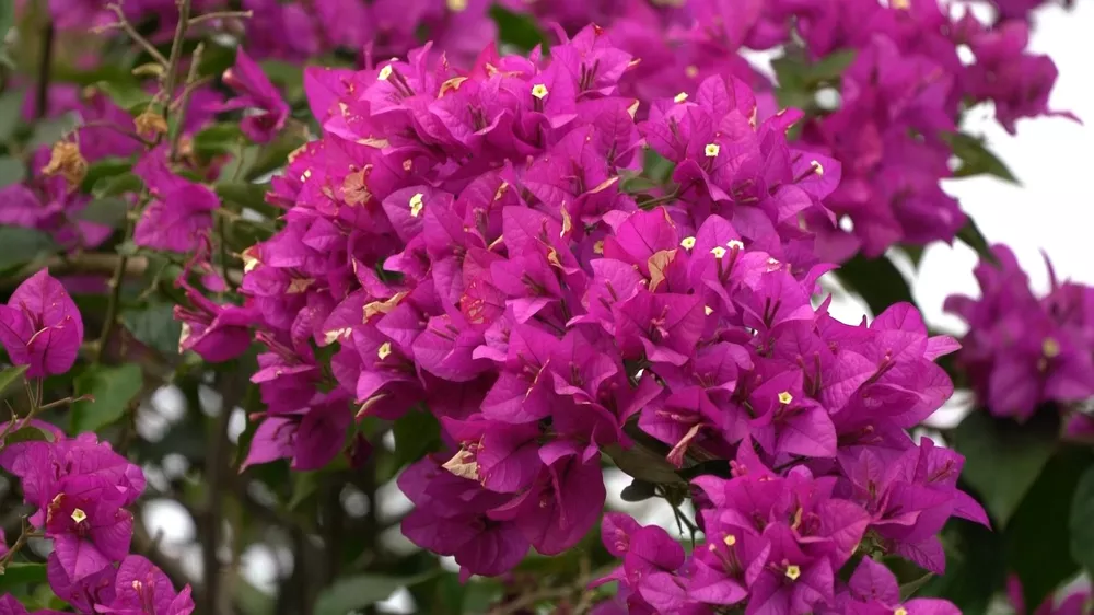 Flor Primavera - Buganvília - Pote 11 - Imagem 5