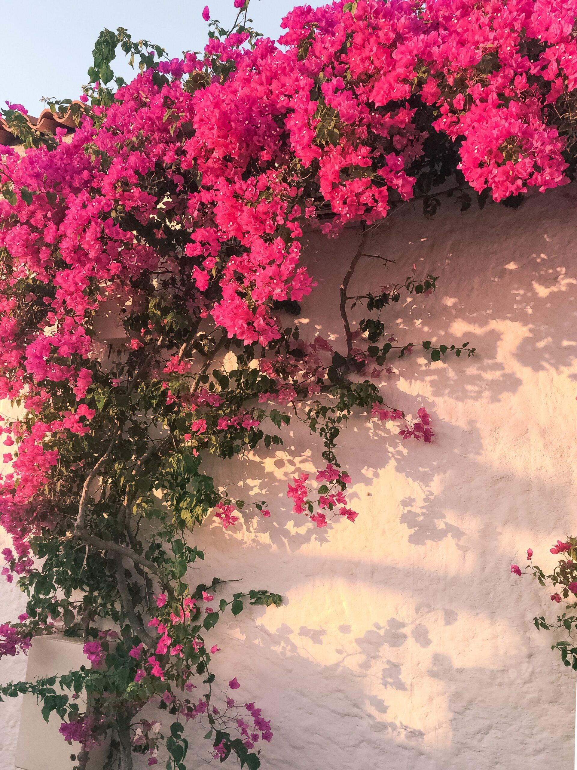 Flor Primavera - Buganvília - Pote 11 - Imagem 7