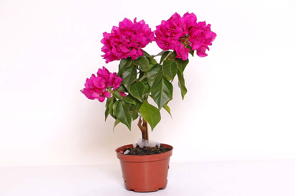 Flor Primavera - Buganvília - Pote 11