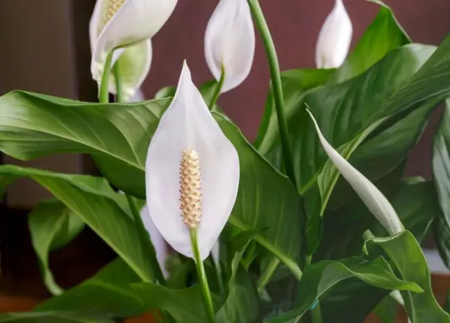 Lírio Da Paz (spathiphyllum) Mini - Pote 11 - Imagem 3