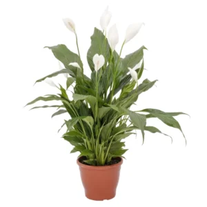 Lírio Da Paz (spathiphyllum) Mini - Pote 11