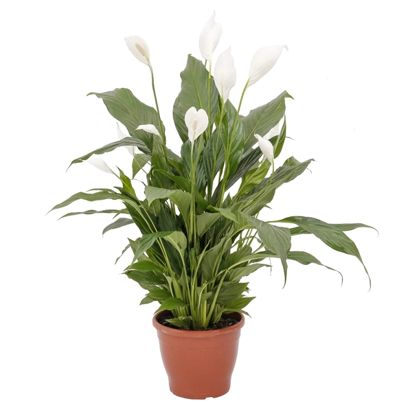Lírio Da Paz (spathiphyllum) Mini - Pote 11