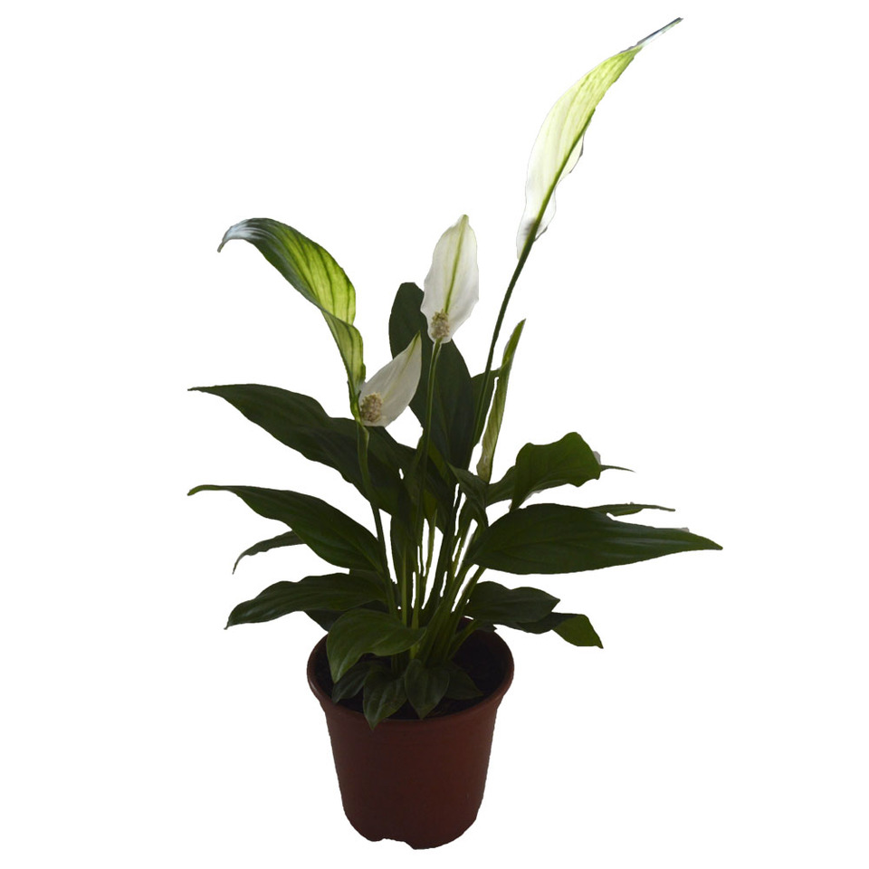 Lírio Da Paz (spathiphyllum) Mini - Pote 11 - Imagem 4