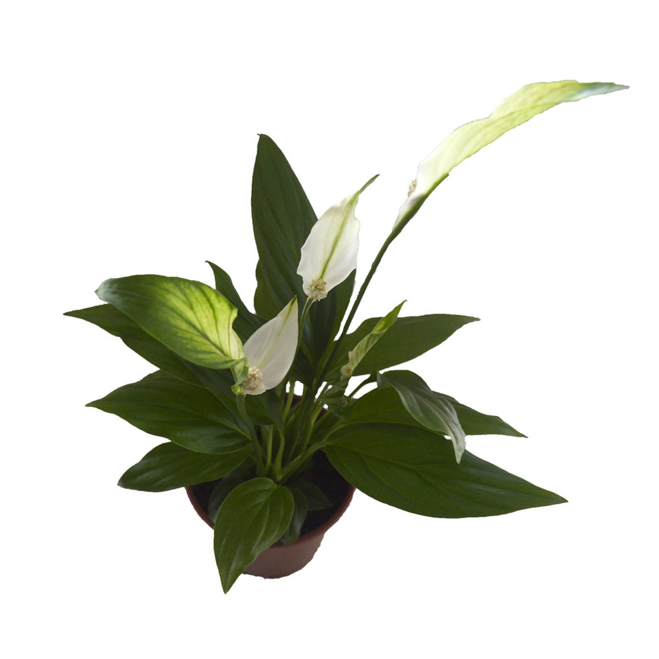 Lírio Da Paz (spathiphyllum) Mini - Pote 11 - Imagem 7