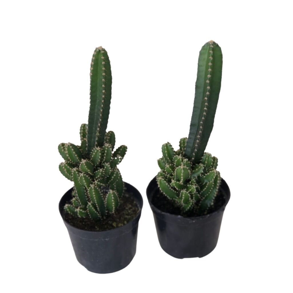 2 Cactos Castelo de Fadas (Acanthocereus Tetragonus) Pote 11