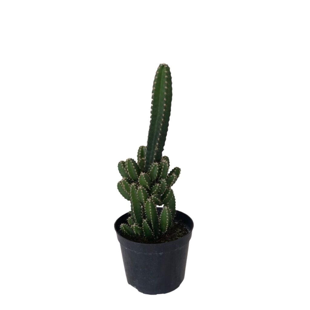 Cactos Castelo de Fadas (Acanthocereus Tetragonus) Pote 11