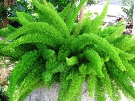 Aspargo rabo-de-gato (Asparagus densiflorus) No Saquinho