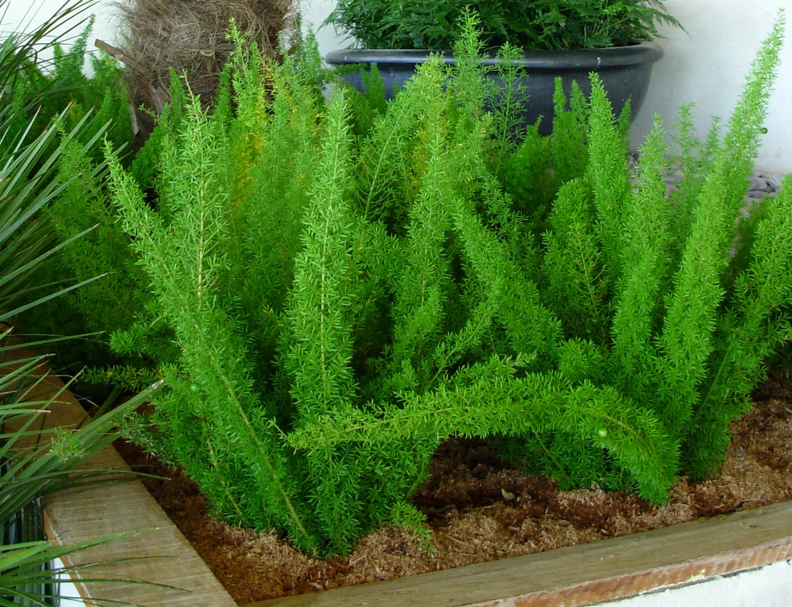 Aspargo rabo-de-gato (Asparagus densiflorus) No Saquinho - Imagem 5