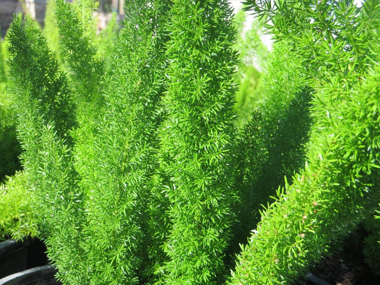 Aspargo rabo-de-gato (Asparagus densiflorus) No Saquinho - Imagem 4