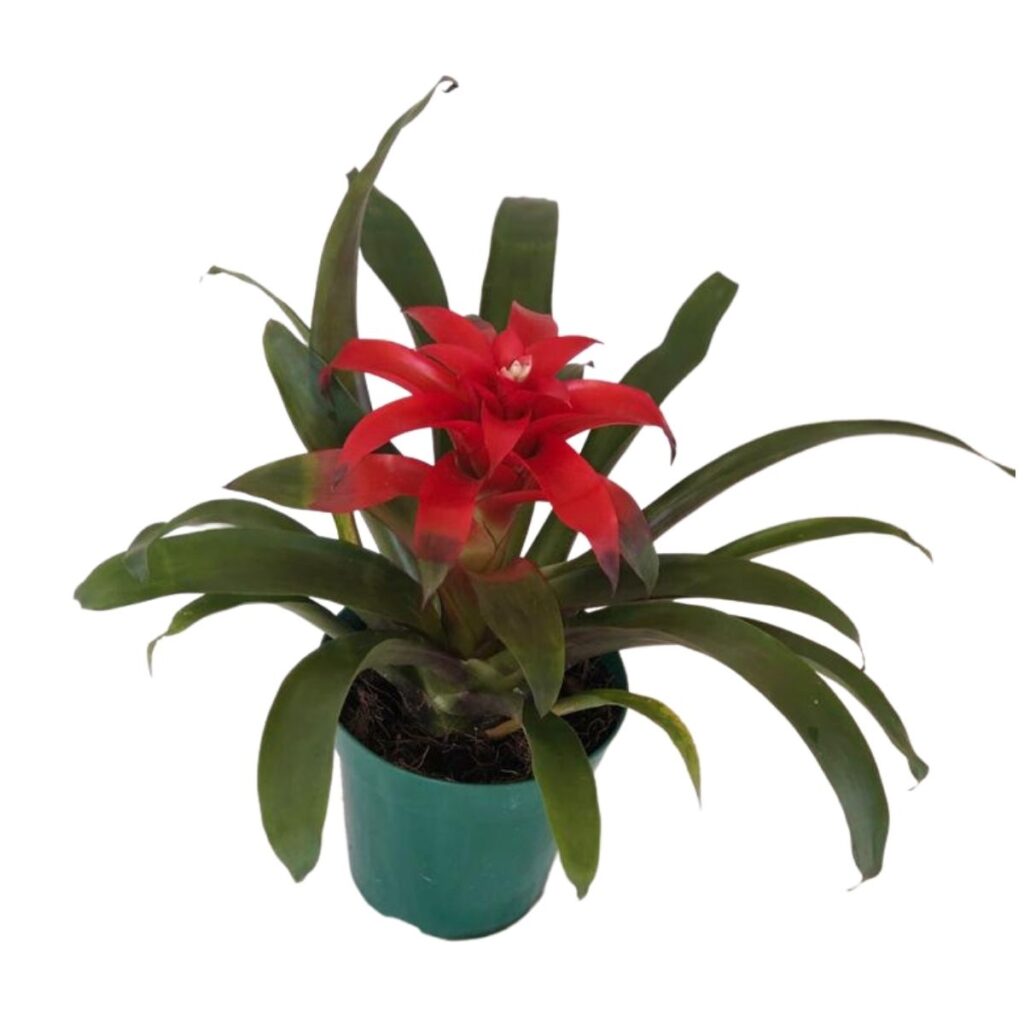 Bromélia Guzmania - Bromelia Gusmania - Flor Vermelha Pote 20