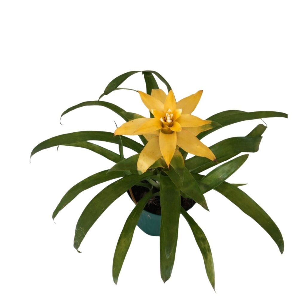 Bromélia Guzmania - Bromelia Gusmania - Flor Amarela Pote 20