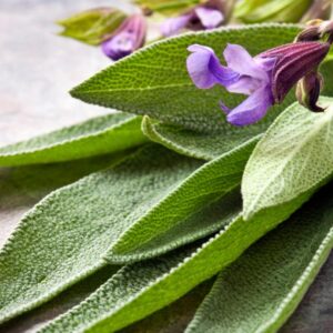 Sálvia Comum - officinalis