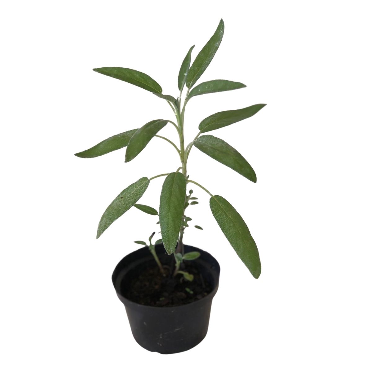Sálvia Comum - officinalis