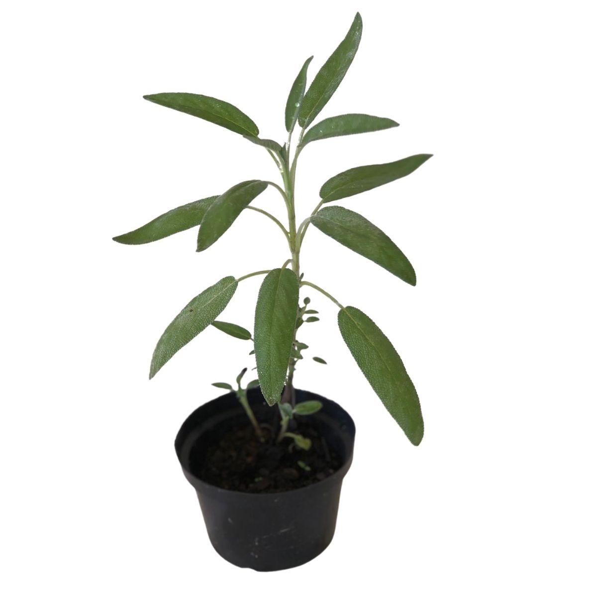 Sálvia Comum - officinalis — foto 4