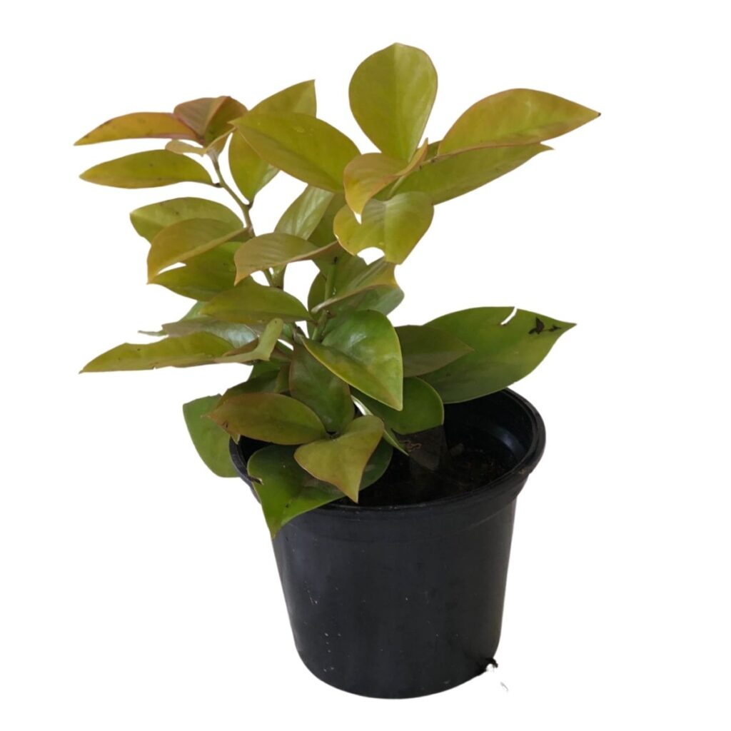 Ora-Pró-Nobis ou Trepadeira Limão - Flor Branca Pote 14