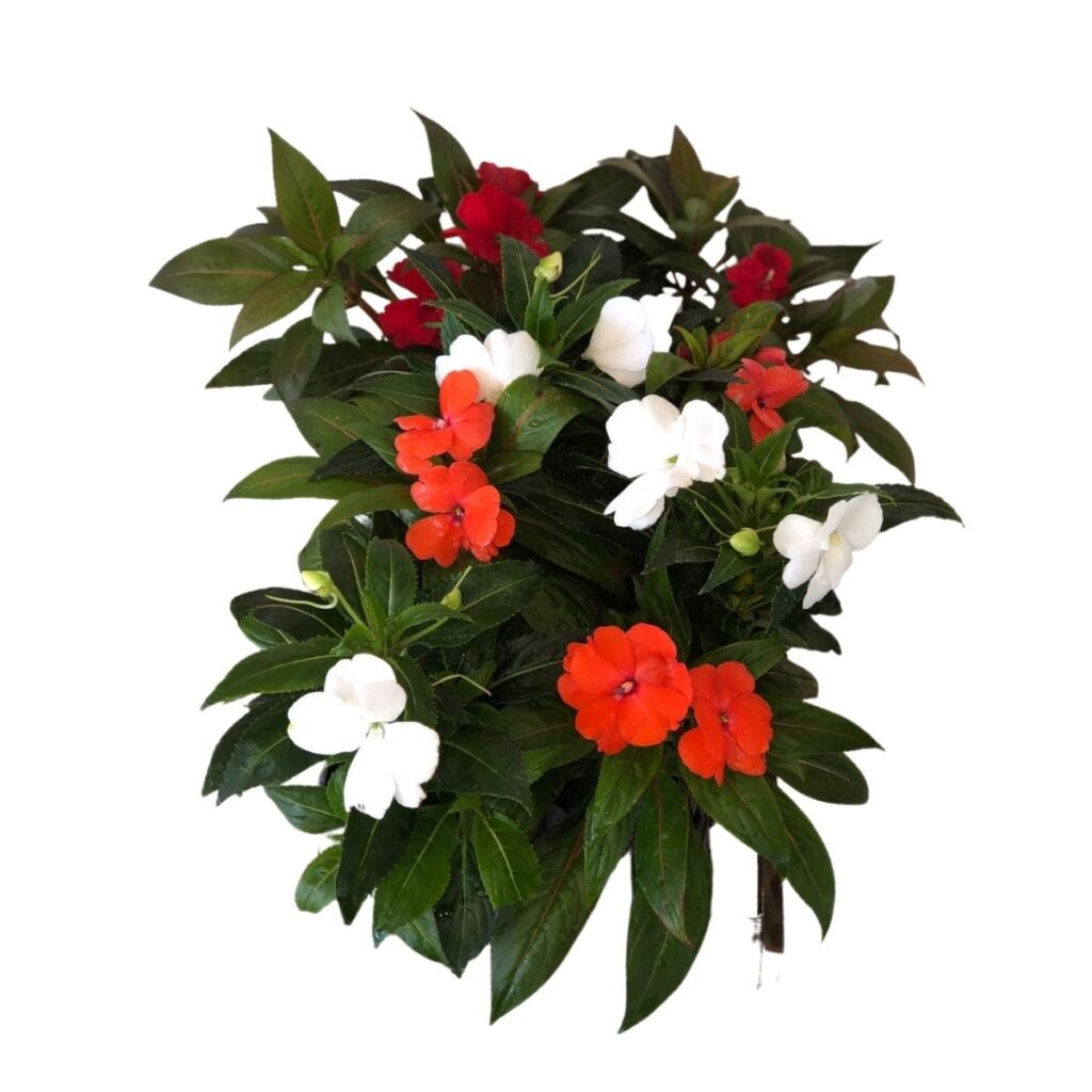 5 Mudas Impatiens, Beijinho Maria s/ Vergonha Cores Diversas
