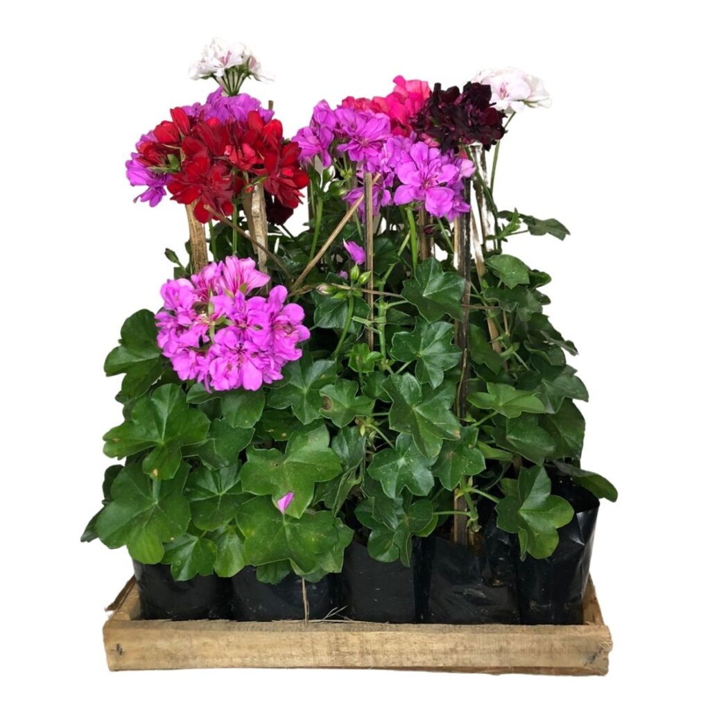 Gerânio Pendente - Pelargonium - Cores Diversas no Saquinho