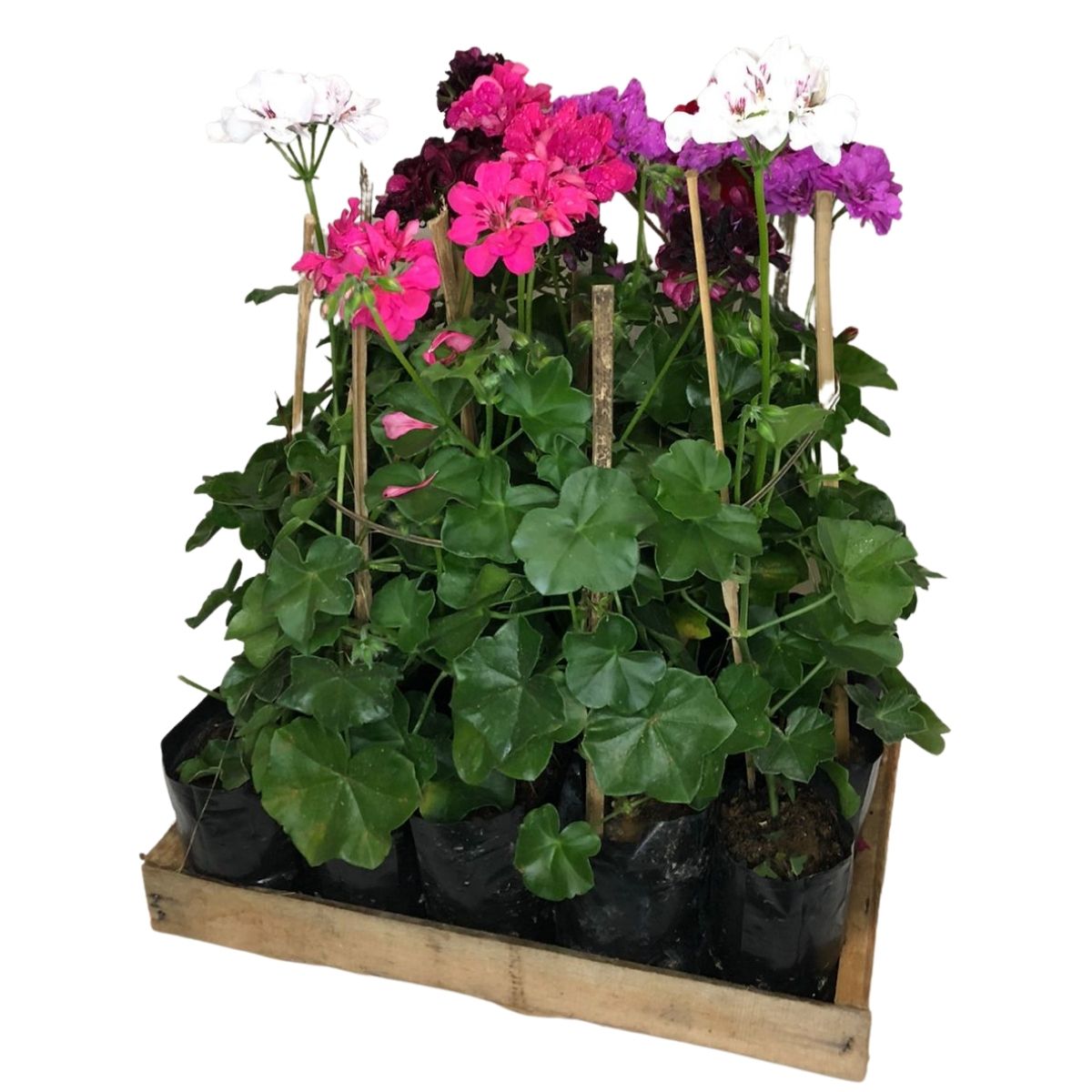 Gerânio Pendente - Pelargonium - Cores Diversas no Saquinho - Imagem 2