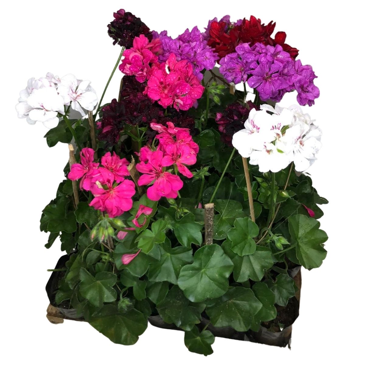 Gerânio Pendente - Pelargonium - Cores Diversas no Saquinho - Imagem 3