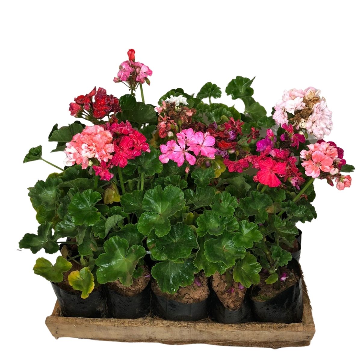 Gerânio Arbustivo - Pelargonium - Cores Diversas - No Saquinho