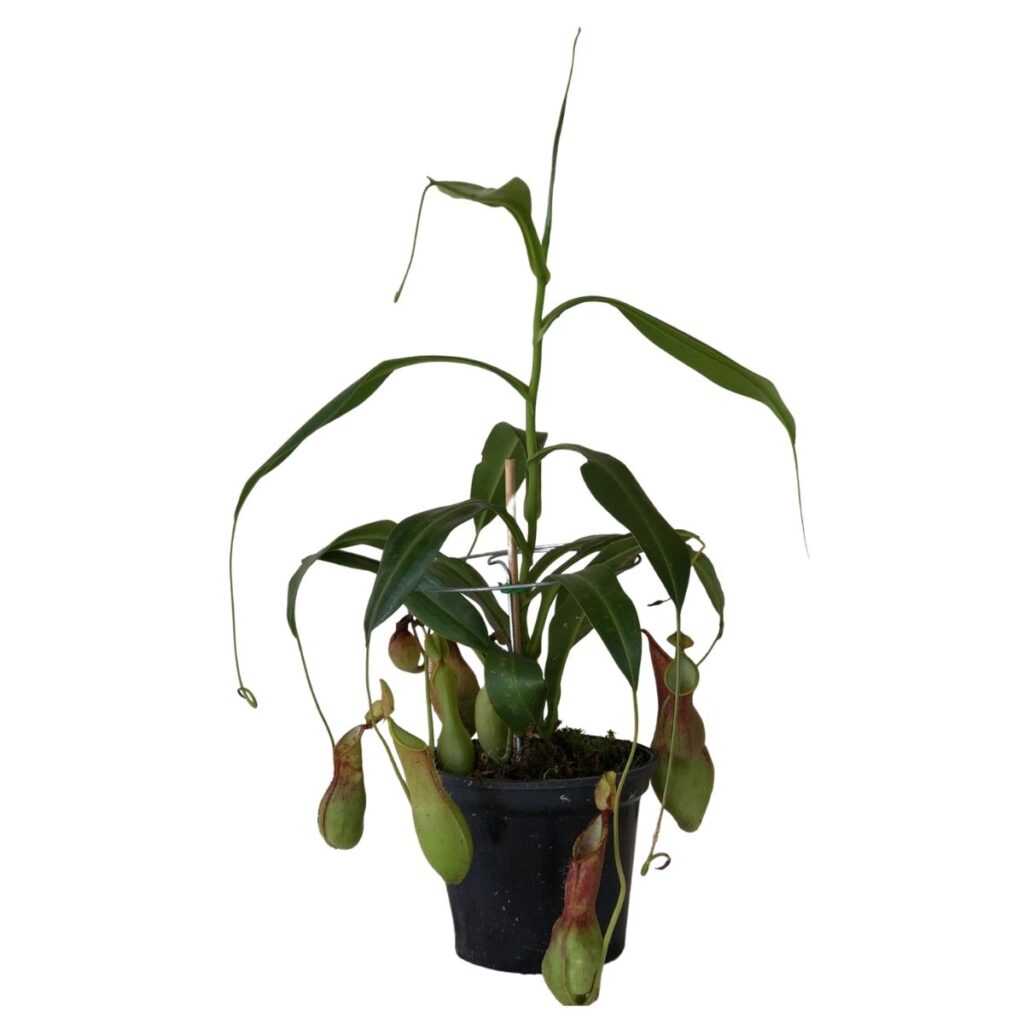 Planta Carnívora Nepenthos Graciliflora Pote 17