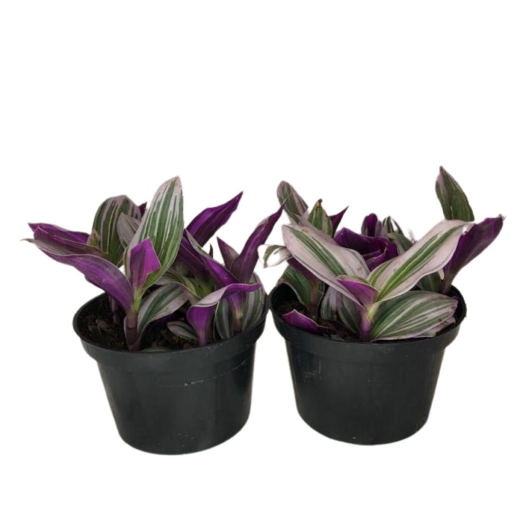 2 Mudas Lambari Rosa (Tradescantia flumin. lavender) Pote 11