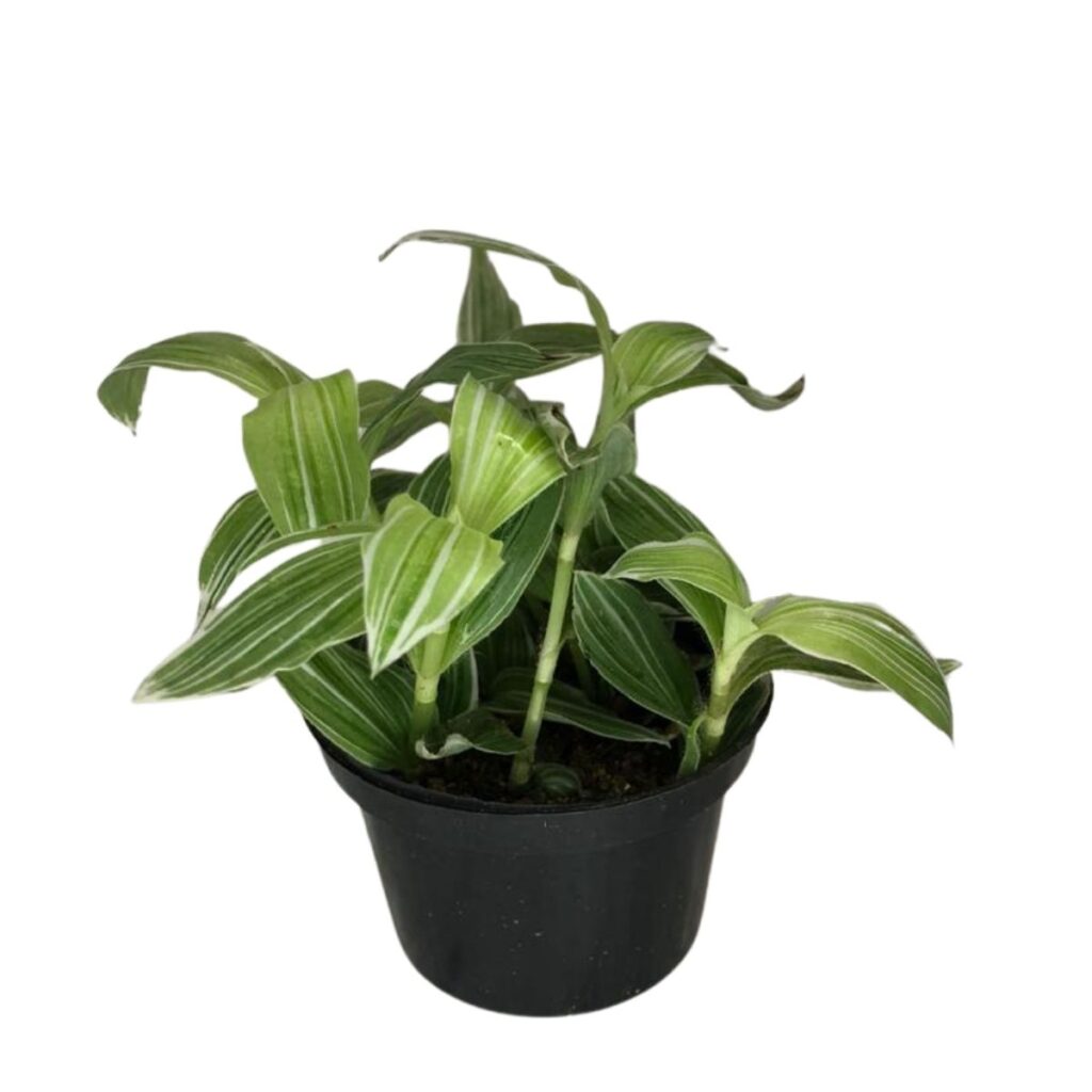 Lambari Branco Variegata Erva-da-fortuna Pote11