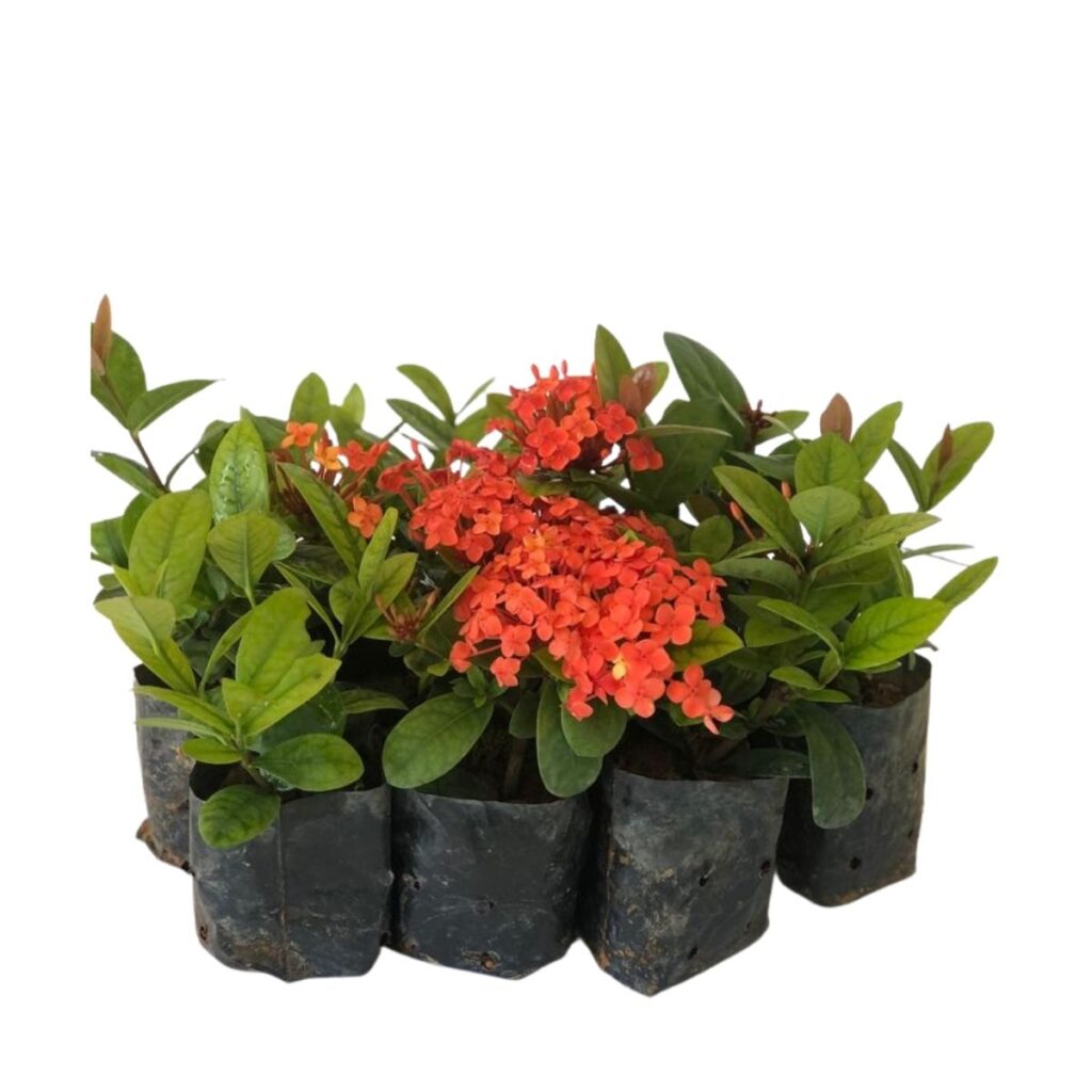 10 Mudas Mini Ixora Vermelha - Ixória-Chinesa no Saquinho