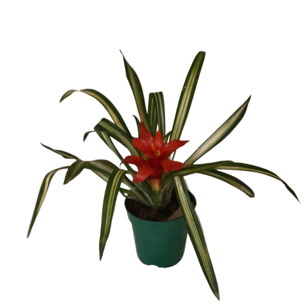 Bromélia Guzmania Minor Variegata - Flor Vermelha Pote 20