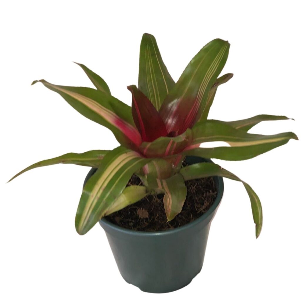 Bromélia Neoregelia Carolinea Variegata - Flor Vermelha Pote 20