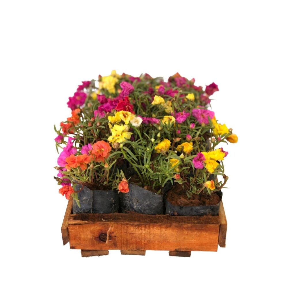 Onze Horas Dobrada Sortida - Portulaca grandiflora no Saquinho
