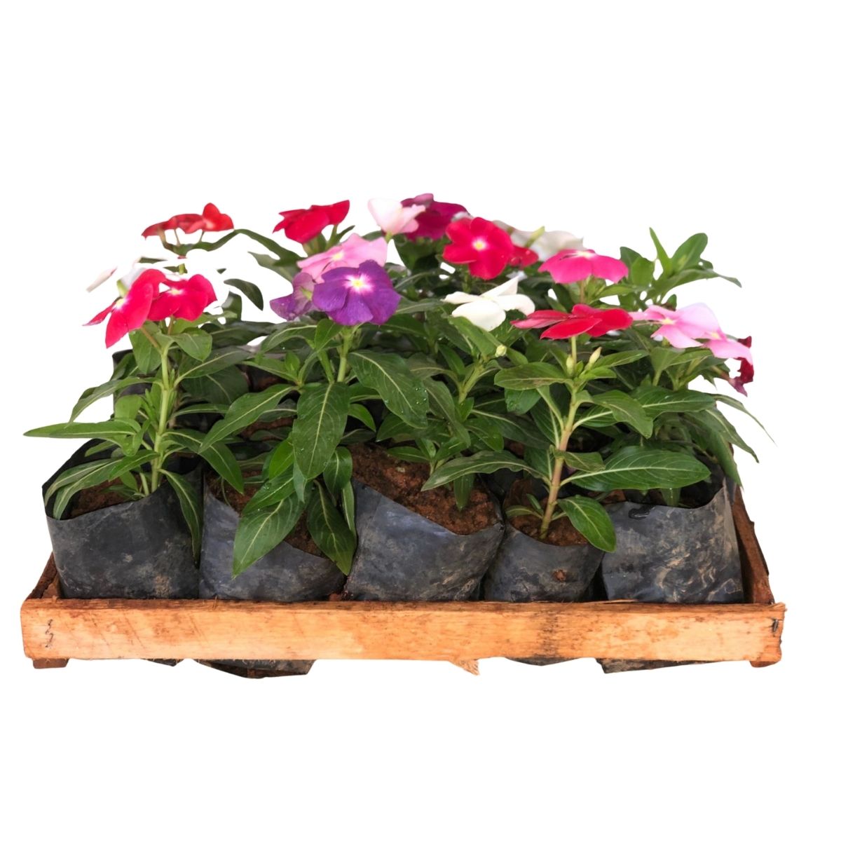 Vinca de Madagascar Sortidas - Catharantus Roseas No Saquinho - Imagem 2